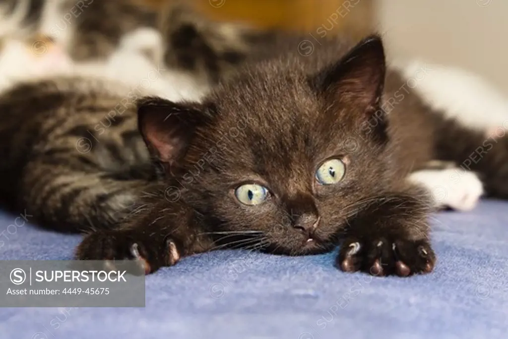 Young black domestic cat, kitten lying on the bed, Germany