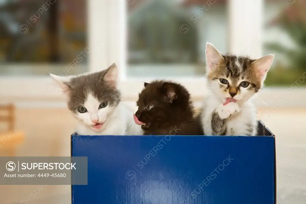 Young cats, kittens sitting in a box, Germany