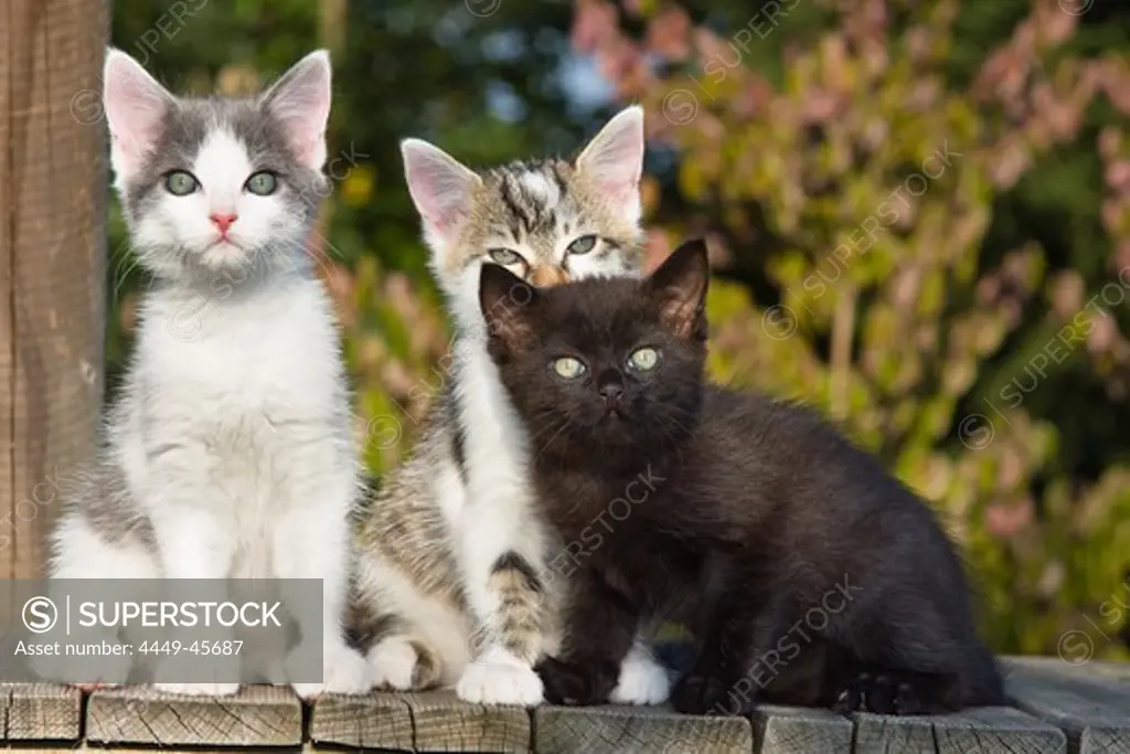 Three young kittens, domestic cats, Germany