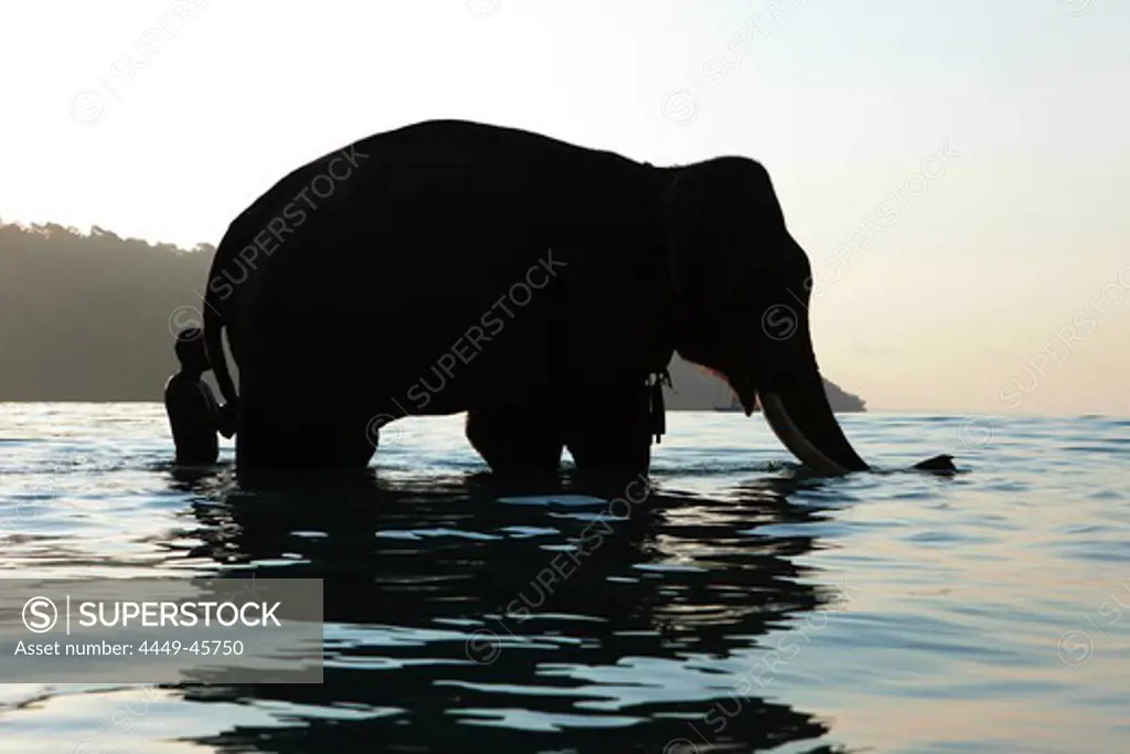 Bathing elephant with his mahut in the Andaman Sea at Radha Nagar Beach, Beach 7, Havelock Island, Andamans, India