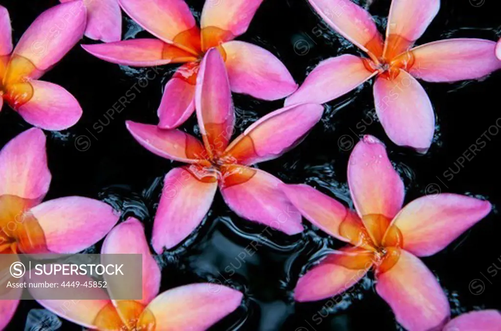 Pink Frangipani blossoms in water basin, Colombo, Sri Lanka, Asia