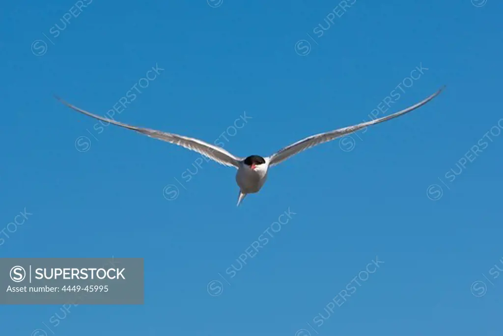 Flying arctic tern, Hoegbonden, Hoega Kusten, Vaesternorrland, Sweden, Europe