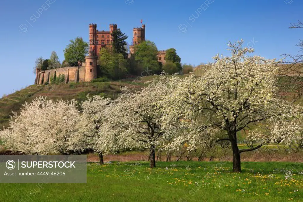 Cherry blossom, Ortenberg castle, near Offenburg, Ortenau region, Black Forest, Baden-Wuerttemberg, Germany