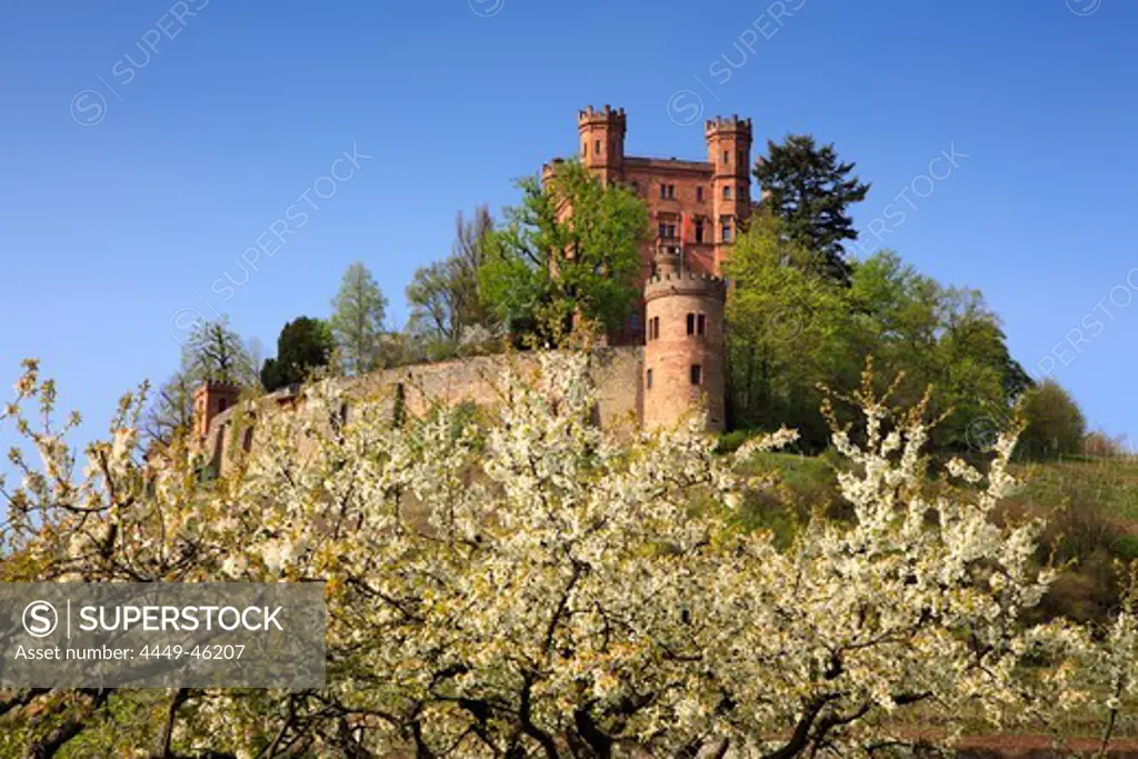 Cherry blossom, Ortenberg castle, near Offenburg, Ortenau region, Black Forest, Baden-Wuerttemberg, Germany
