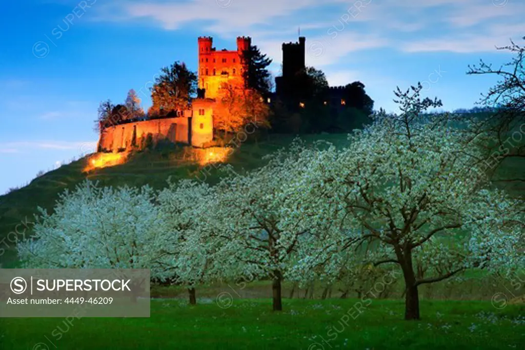 Cherry blossom, Ortenberg castle, near Offenburg, Ortenau region, Black Forest, Baden-Wuerttemberg, Germany