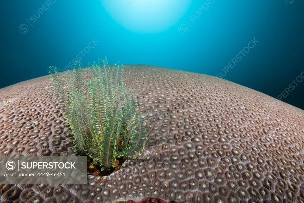 Crinoid on Favia Hard Coral, Comanthus parvicirrus, Favia favus, Raja Ampat, West Papua, Indonesia