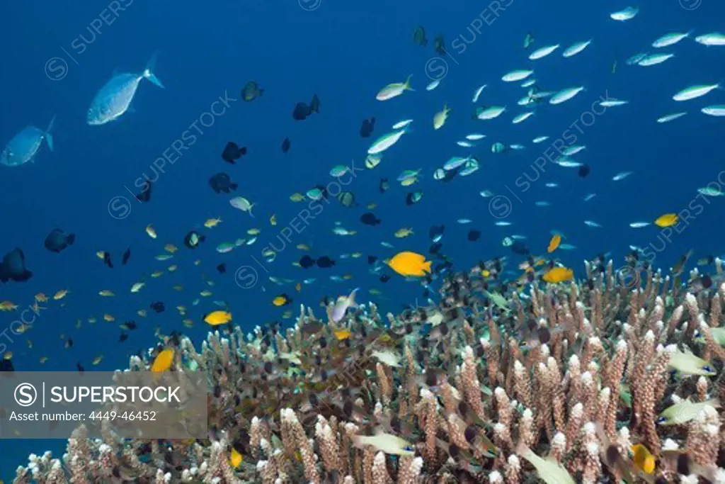 Coral Fishes over Reef, Raja Ampat, West Papua, Indonesia