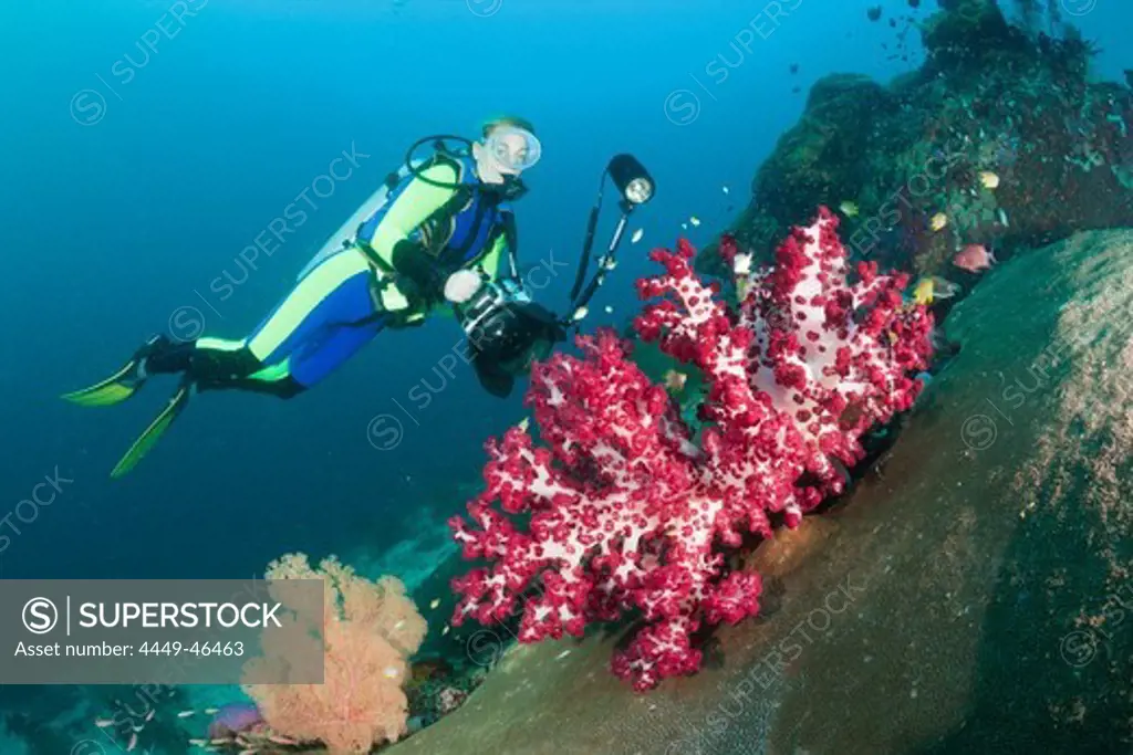 Scuba Diver and red Soft Coral, Dendronephthya sp., Raja Ampat, West Papua, Indonesia