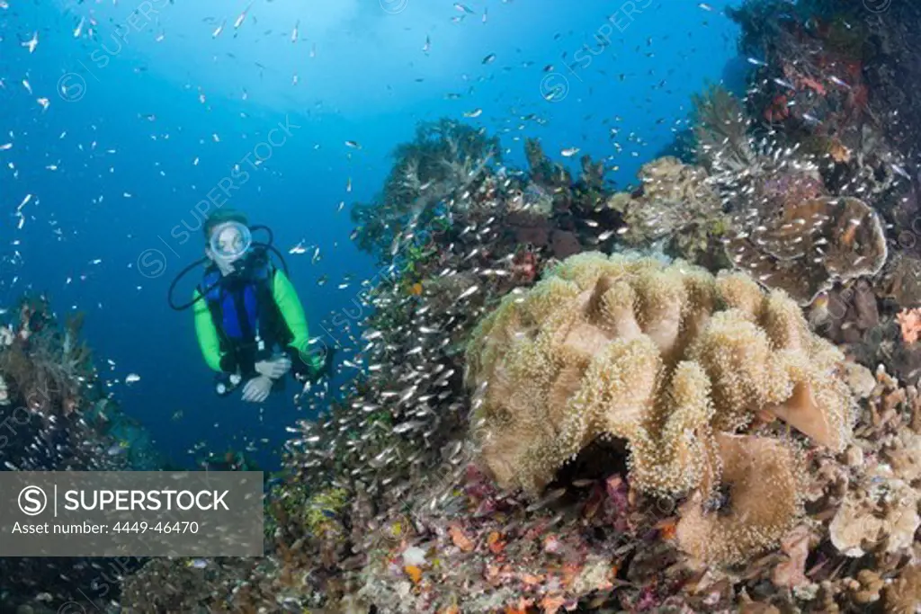 Scuba Diver and Mushroom Soft Coral, Sarcophyton sp., Raja Ampat, West Papua, Indonesia
