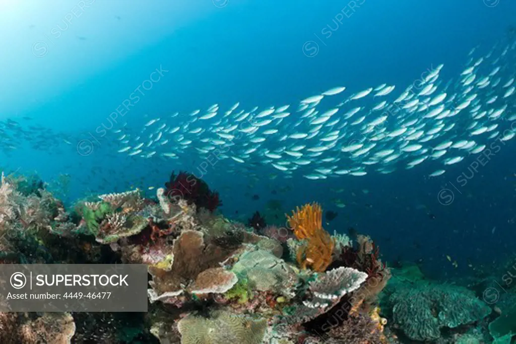 Mosaic Fusilier over Coral Reef, Pterocaesio tesselata, Raja Ampat, West Papua, Indonesia