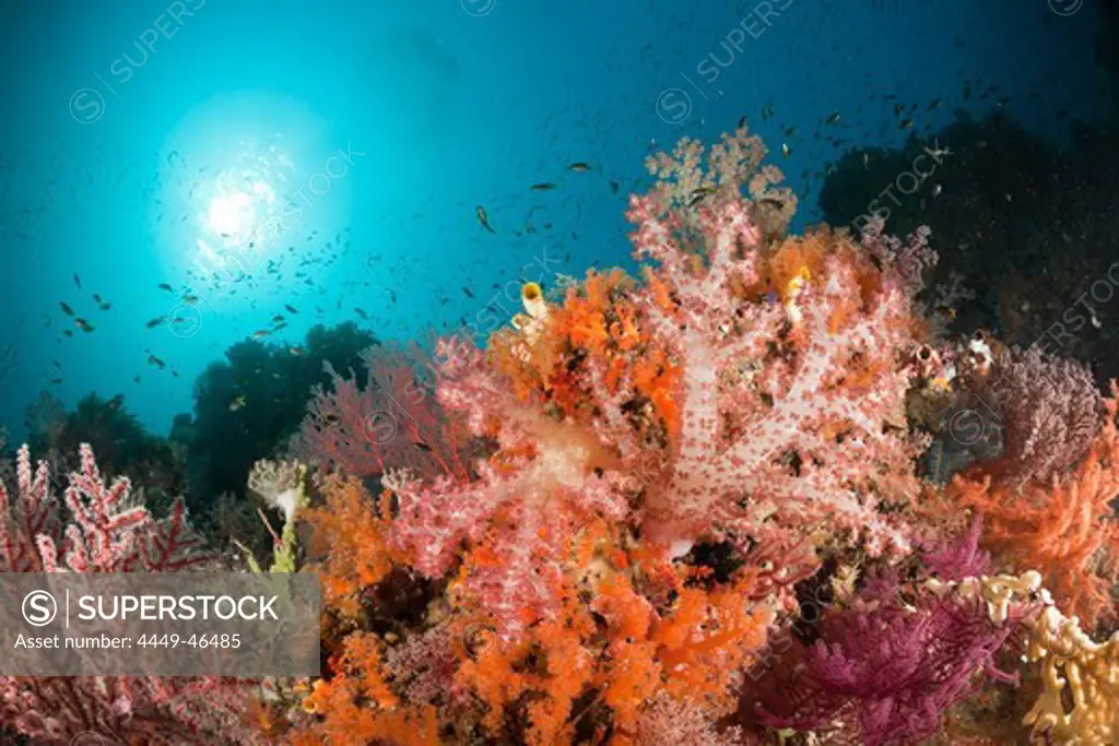 Colorful Soft Corals, Dendronephthya sp., Raja Ampat, West Papua, Indonesia