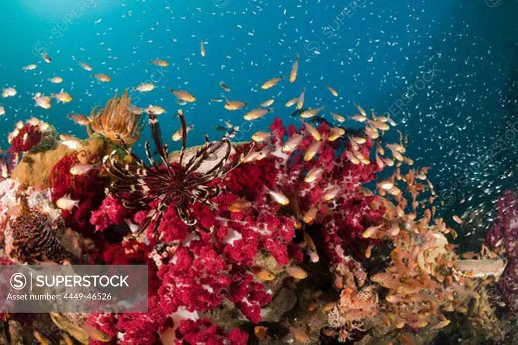 Twinspot Cardinalfish in Soft Corals, Archamia biguttata, Raja Ampat, West Papua, Indonesia