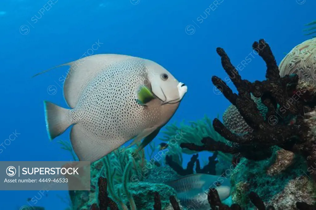 Gray Angelfish, Pomacanthus arcuatus, Cozumel, Caribbean Sea, Mexico