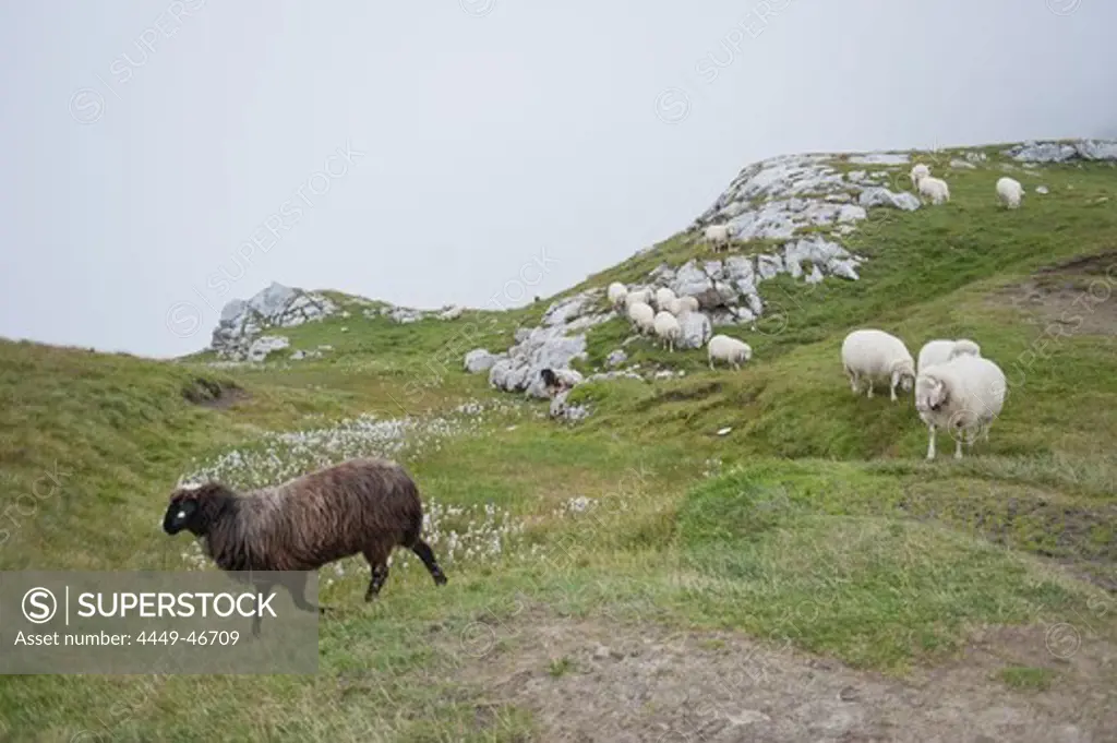 Sheep on pasture, Wetterstein range, Bavaria, Germany