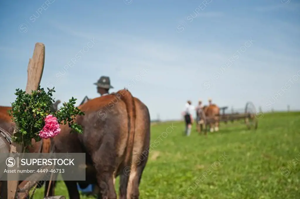 Bull race, Haunshofen, Wielenbach, Upper Bavaria, Germany