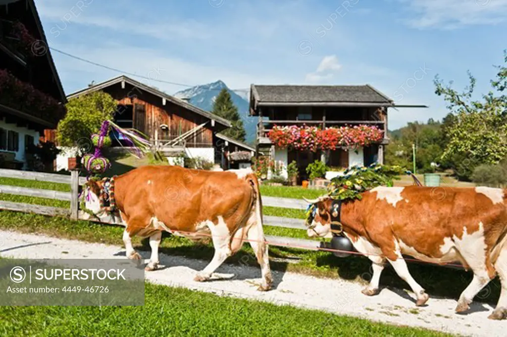 Almabtrieb, Konigssee, Berchtesgadener Land, Upper Bavaria, Germany