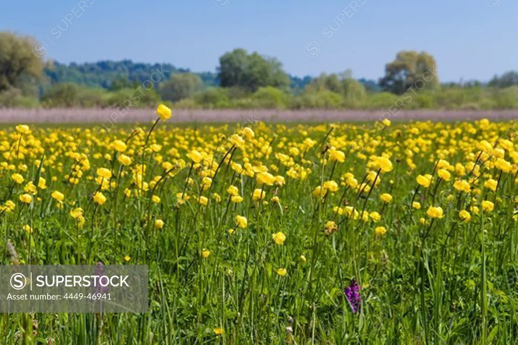 flowering meadow with Globe-flowers, Trollius europaeus, Upper Bavaria, Germany