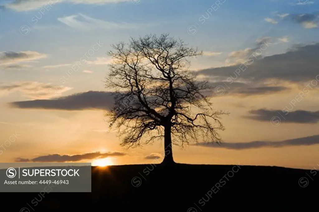 Tree at sunset, Uppper Bavaria, Germany