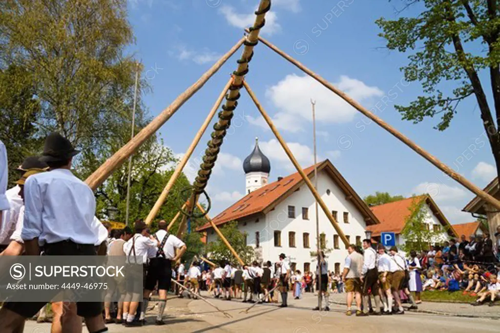 Errecting the traditional May tree in Iffeldorf Upper Bavaria, Germany, Europe