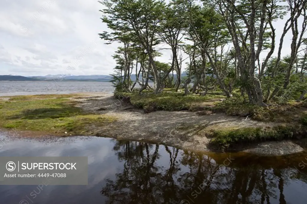 Forest and lake at Reserva Nacional Laguna Parrillar, Near Punta Arenas, Magallanes y de la Antartica Chilena, Patagonia, Chile, South America, America