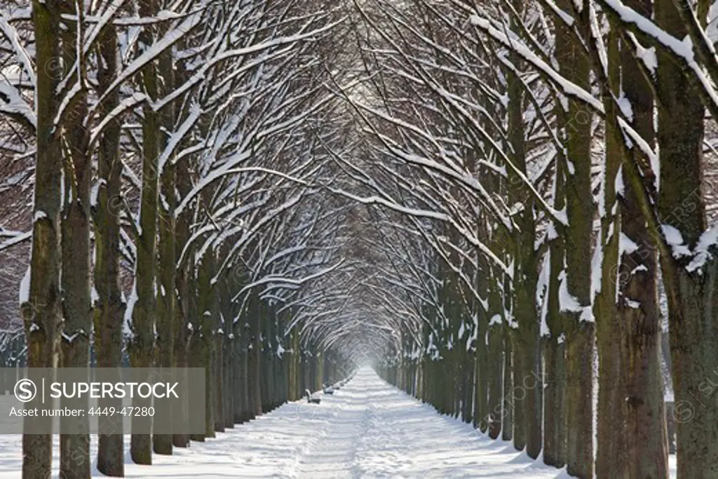 Herrenhaeuser Allee in the winter snow, avenue of lime trees, Georgen Garten, Hanover, Lower Saxony, Germany