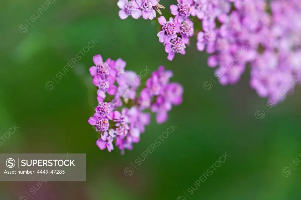 Close-up, of pink flowers in bloom, partly blurred, Bad Essen, Lower Saxony, Germany