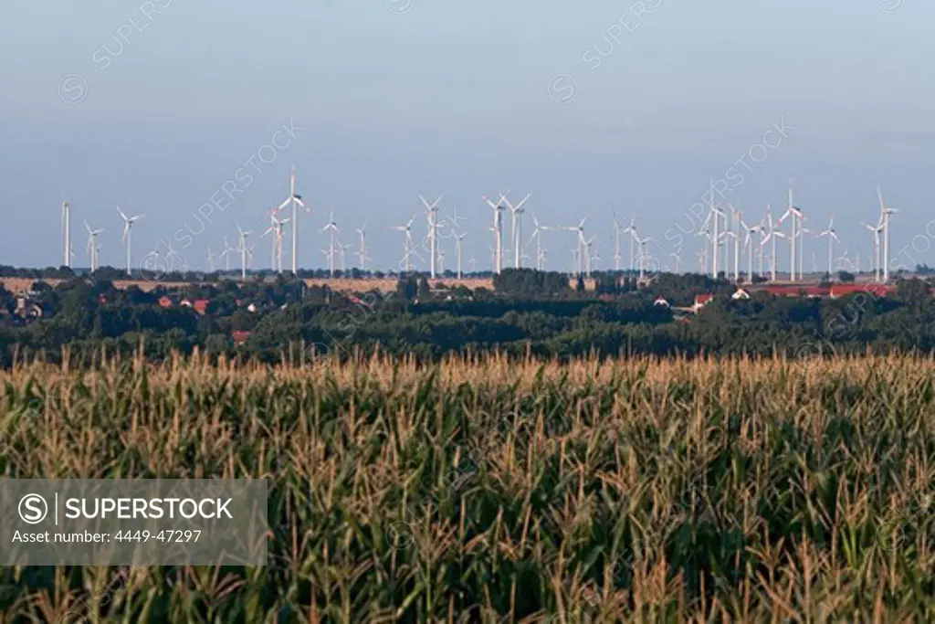 Wind farm beyond cornfields, agricultural landscape, blurred foreground, Saxony-Anhalt, Germany