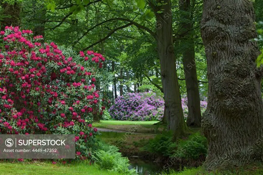 Rhododendrons in bloom and old trees in Luetetsburg castle grounds, Luetetsburg near Norden, Lower Saxony, Germany Lower Saxony, Germany