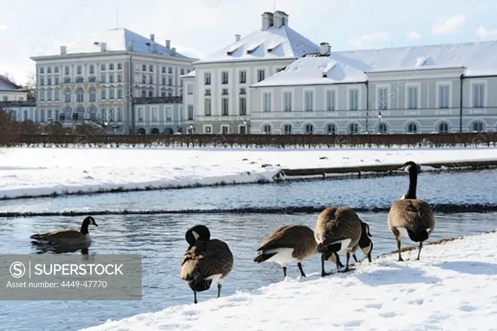 Canada geese in front of a canal, Nymphenburg castle in the background, Nymphenburg castle, Munich, Upper Bavaria, Bavaria, Germany