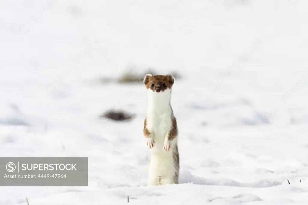 Stoat standing upright, Fur change to Winter coat, Mustela erminea, Germany
