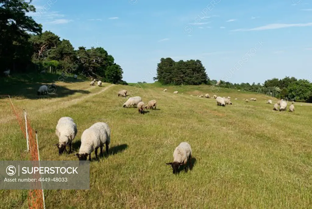 Sheep out at feed, Moenchgut, Ruegen, Mecklenburg-Western Pomerania, Germany, Europe