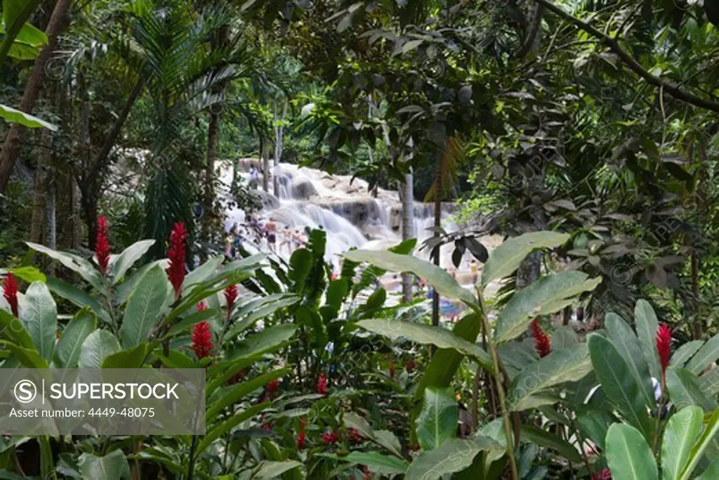 Tropical vegetation and people climbing Dunn's River Falls, Ocho Rios, St Ann, Jamaica