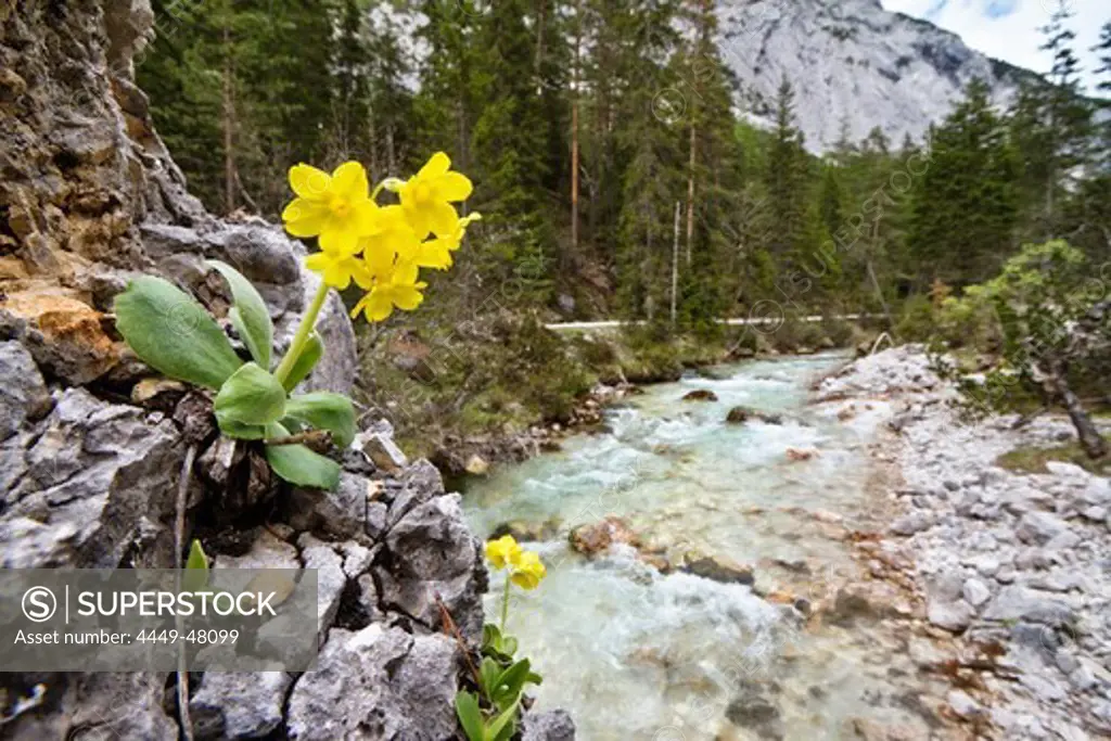 Auricula (Primula auricula) near river Isar, Isar Cycle Route, Hinterau Valley, Karwendel range, Tyrol, Austria