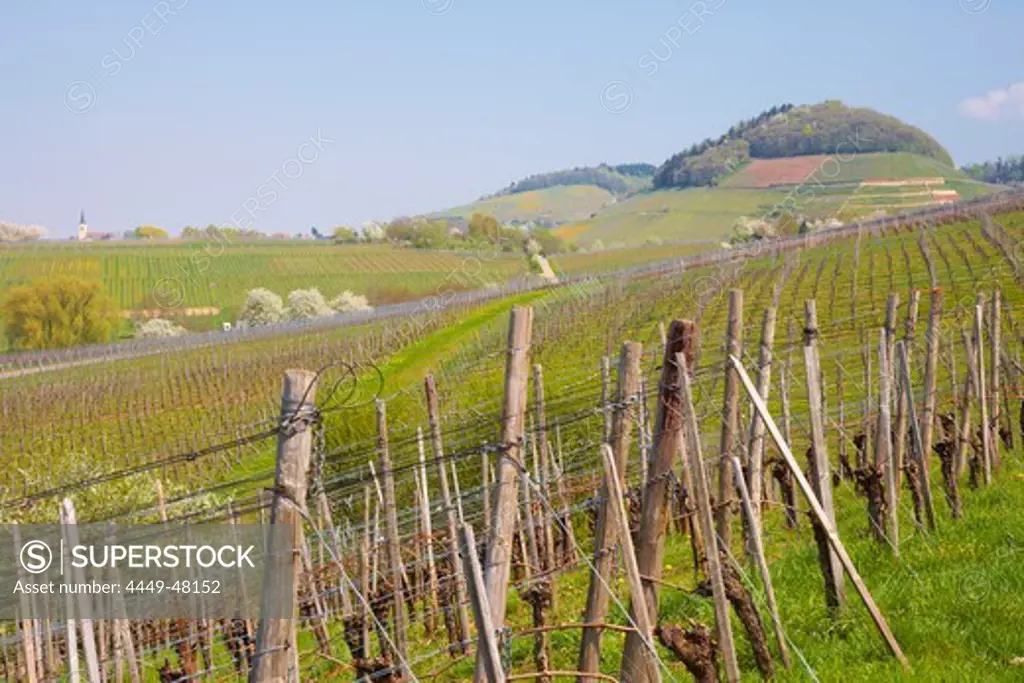 View from Laufen over vineyards towards Ballrechten and mountain Kastelberg, Spring, Markgraeflerland, Black Forest, Baden-Wuerttemberg, Germany, Europe