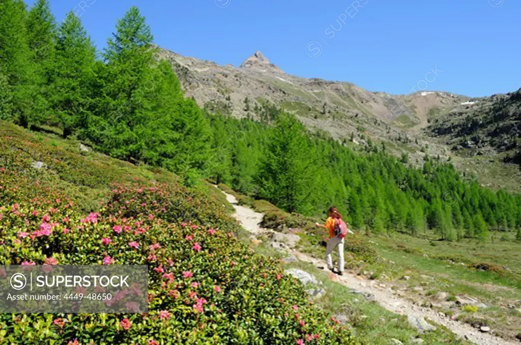 Woman ascending to mountain hut Schoene Aussicht, Schnals valley, Oetztal Alps, Vinschgau, Trentino-Alto Adige/Suedtirol, Italy