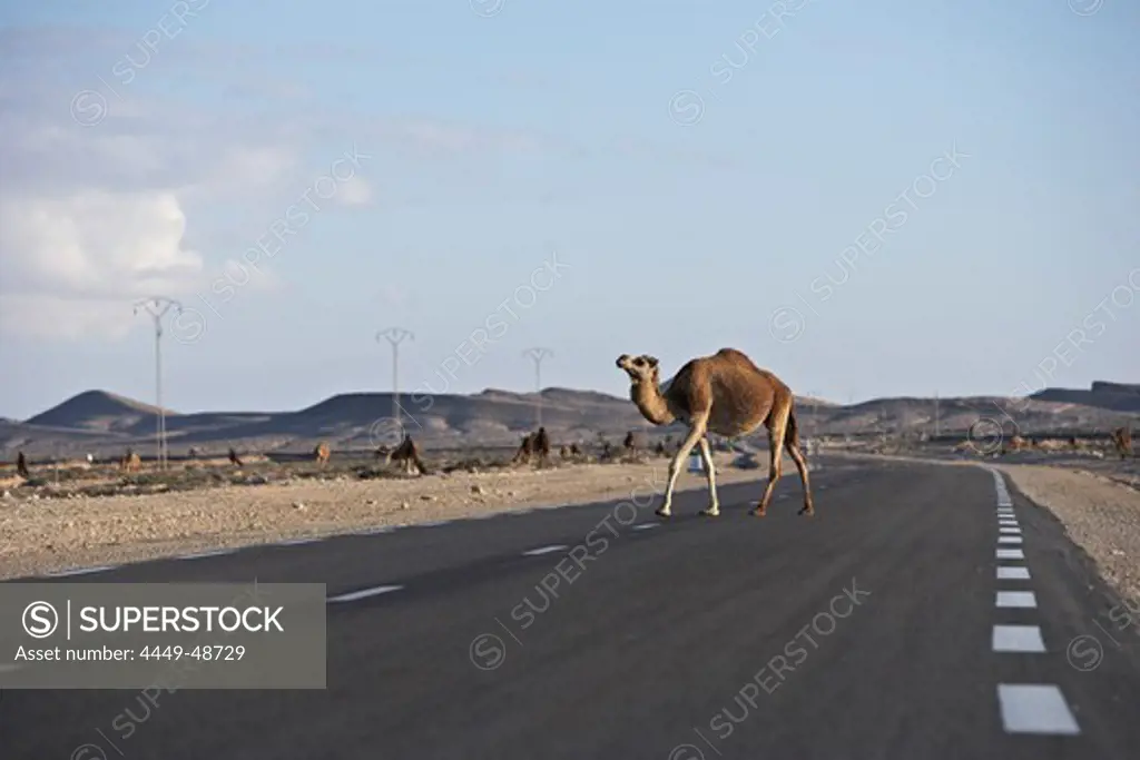 Camel crossing road in the desert, Tunesia, Africa
