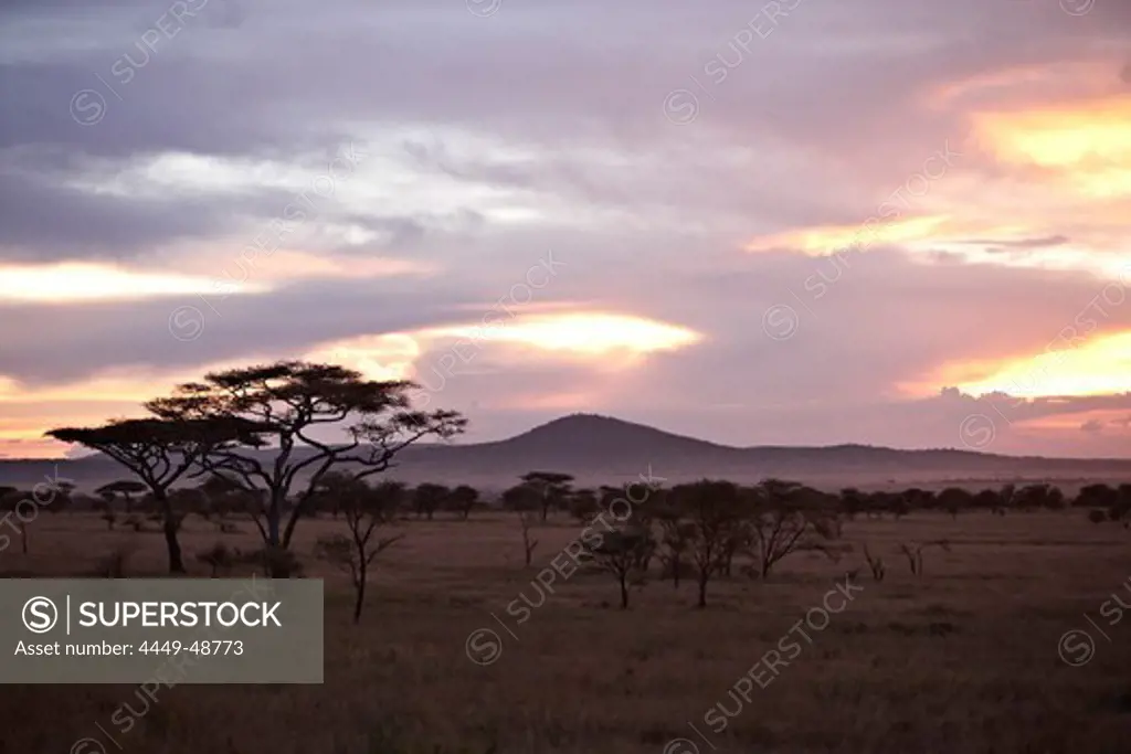 Trees in the steppe at sunset, Serengeti, Tanzania, Africa