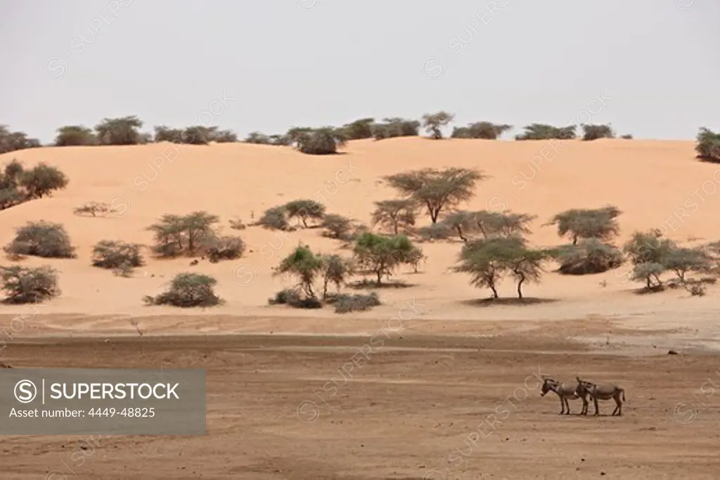 Donkeys on a dry lake in front of a red dune, Mauritania, Africa