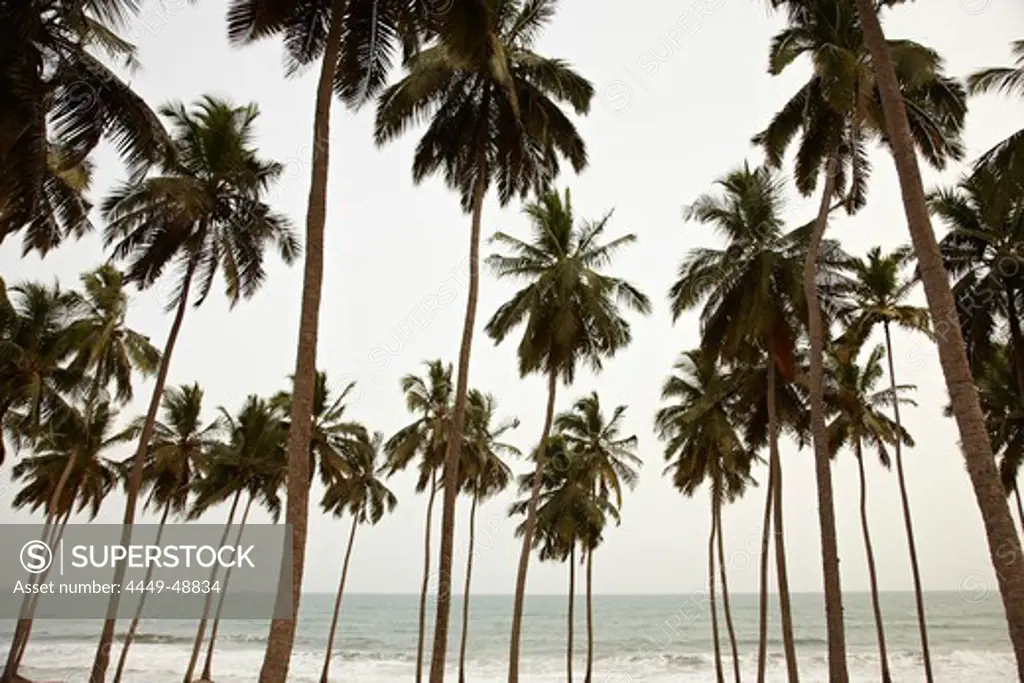 Palm trees on the waterfront, Cape Coast, Ghana, Africa
