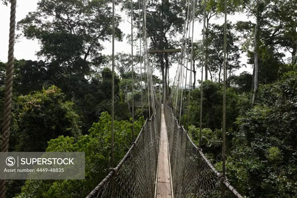 Rope bridge in the trees of the jungle, Kakum National Park, Cape