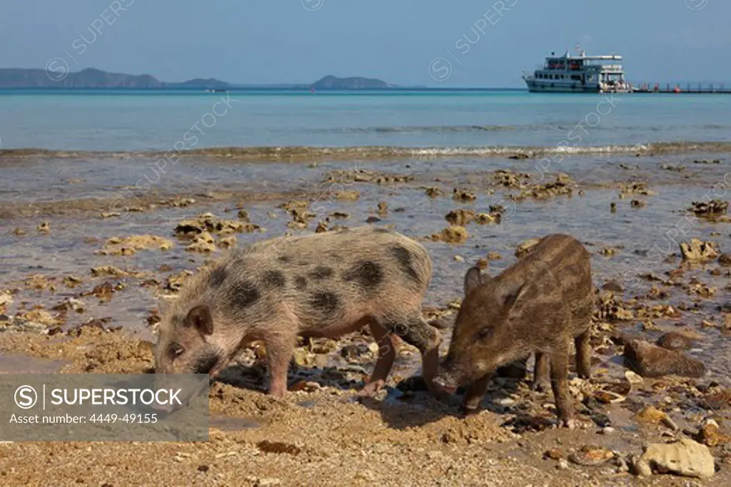 Young pigs on a beach of Koh Chang Island, Trat Province, Thailand, Asia