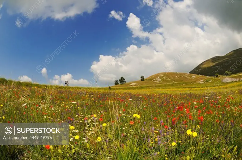 Cyclist at flower meadow at Campo Imperatore, Gran Sasso National Park, Abruzzi, Italy, Europe