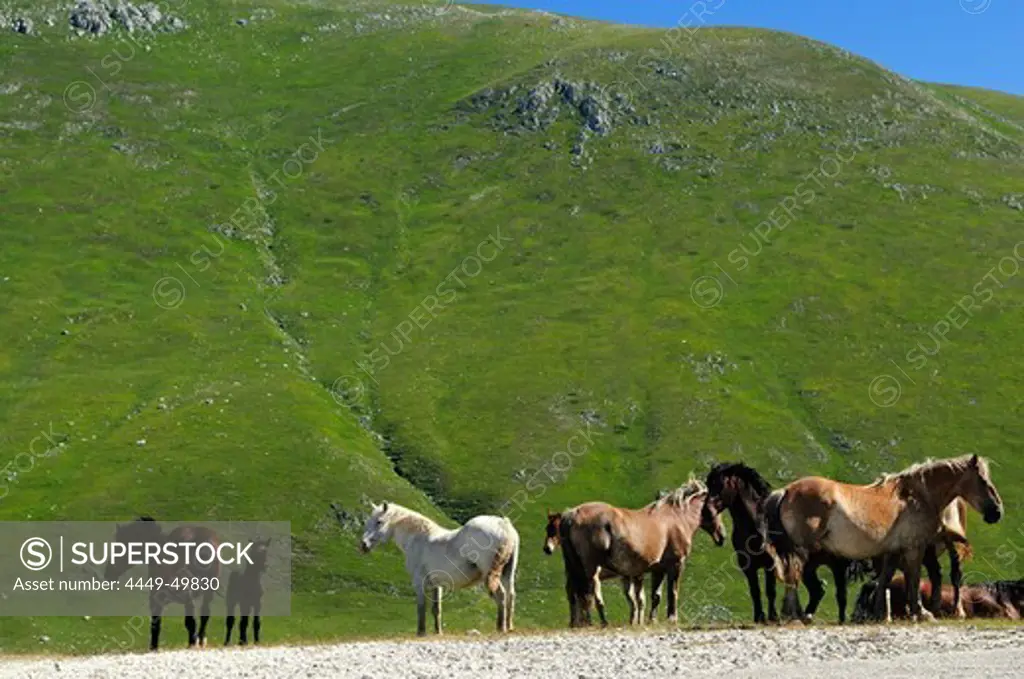 Savaged horses grazing in the mountains, Campo Imperatore, Gran Sasso National Park, Abruzzi, Italy, Europe
