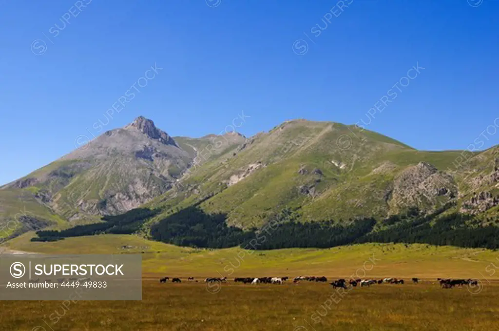 Horse herd on a meadow in the mountains, Campo Imperatore, Gran Sasso National Park, Abruzzi, Italy, Europe