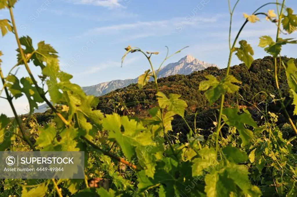 Athos Mountain, Grape wine of Mylopotamos, Chalkidiki, Greece