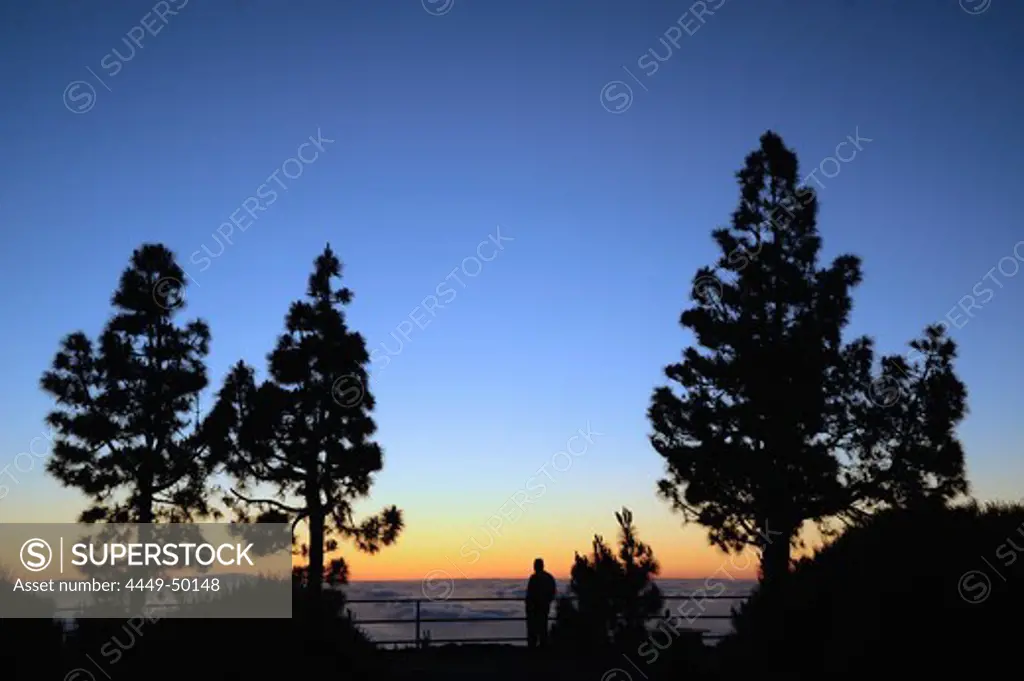 Silhuette of a man and pine trees at the viewpoint Mirador Ortuno, view above sea of clouds after sunset towards La Palma, Esperanza forest, Tenerife, Canary Islands, Spain