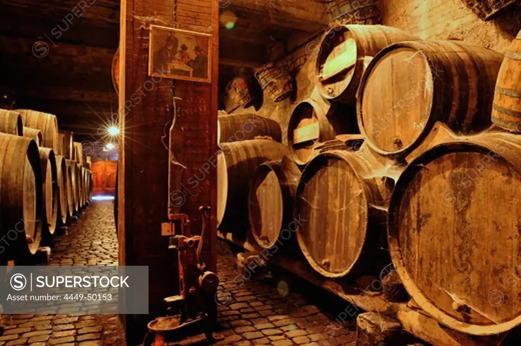 Ruta del Vino, Bodega Monje, El Sauzal, wooden barrels in wine cellar, Tenerife, Canary Islands, Spain