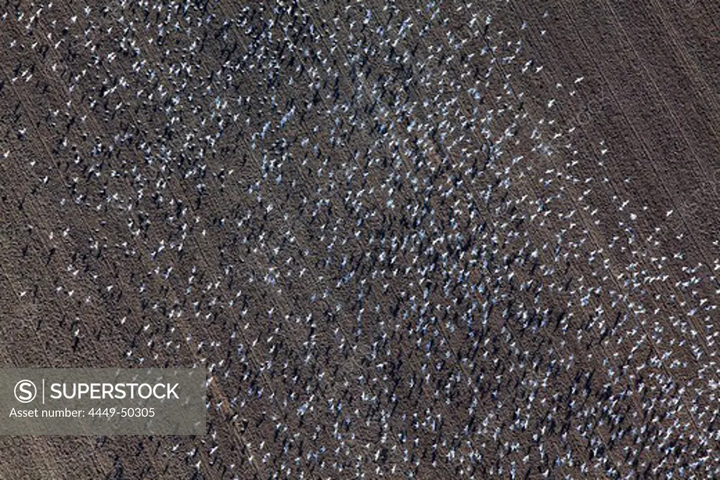 Aerial of a large flock of birds over a freshly ploughed field, Lower Saxony, Germany