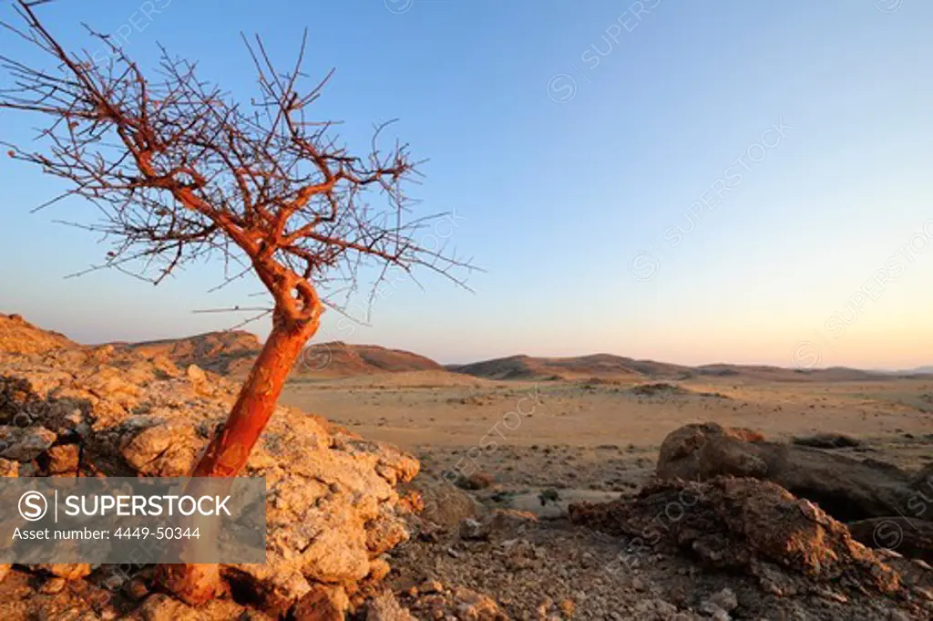 Tree at rock over savannah, Namib Naukluft National Park, Namib desert, Namib, Namibia