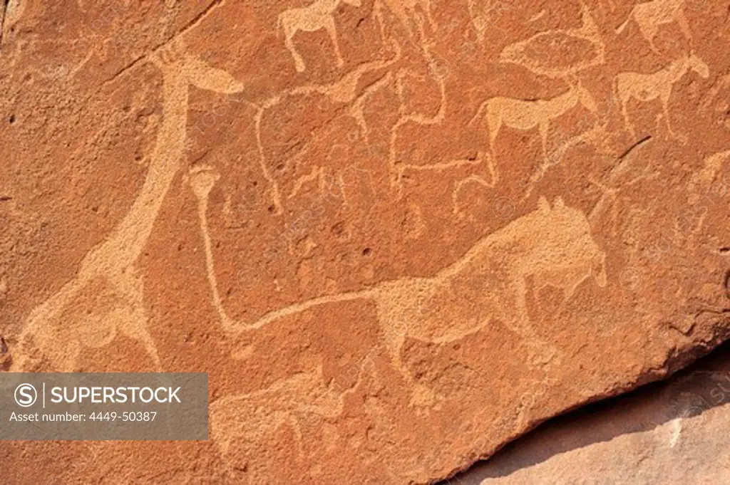 Prehistoric petrographs carved in stone with giraffe, rhinoceros, gazelles and magic lion, Twyfelfontain, UNESCO World Heritage Site Twyfelfontain, Damara land, Namibia